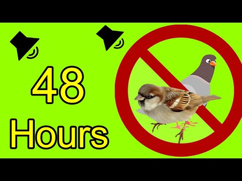 Видео: Anti Birds Repellent Sound - крики хищных птиц, чтобы отпугнуть голубей и воробьев