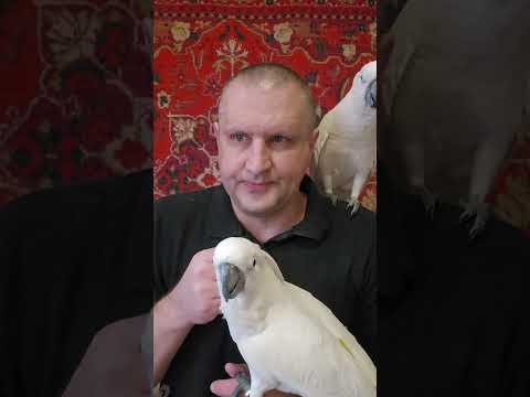 Видео: АДАПТАЦИЯ ПОПУГАЯ В НОВОМ ДОМЕ ПОСЛЕ ПОКУПКИ, КОГДА МОЖНО ВЫПУСКАТЬ ИЗ КЛЕТКИ?