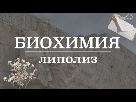 Видео: Катаболизм липидов/жиров (липолиз) и криолиполиз | Биохимия