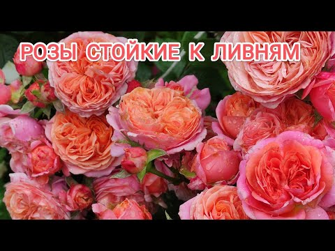 Видео: РОЗЫ самые стойкие во время ливней. Обрезка роз после первой волны цветения.