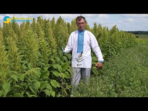 Видео: Як фермер у Золочівському районі вирощує амарант
