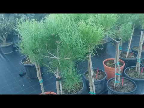 Видео: обзор на Сосну итальянскую  ( сосна пиния ) .посадка и уход