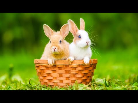 Видео: Успокаивающая музыка лечит сердце и успокаивает нервную систему - Музыка для души и расслабления #16