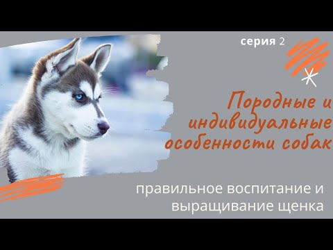 Видео: Породные и индивидуальные особенности собак. Серия 2