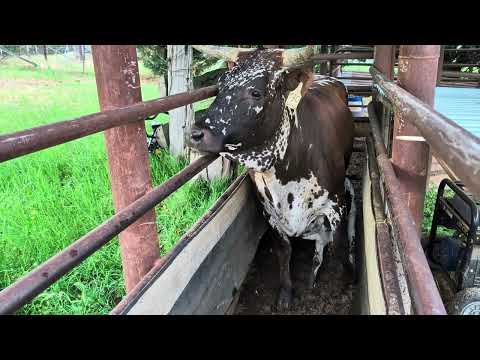 Видео: Обновление теленка Молли