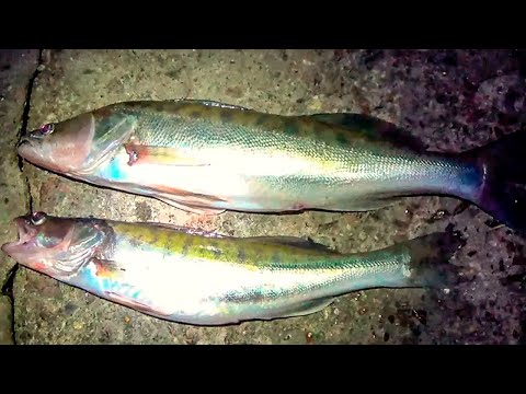 Видео: Ловля судака и налима на донки, как ловить хищника на донку | zandartu un vēdzeles cope Lielupē