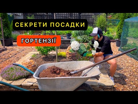 Видео: Перевірений спосіб посадки гортензії. Як гортензію посадити.