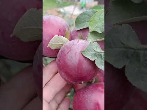 Видео: СОРТ ЯБЛОНИ ЗОРКА #сад #яблоня #fruit