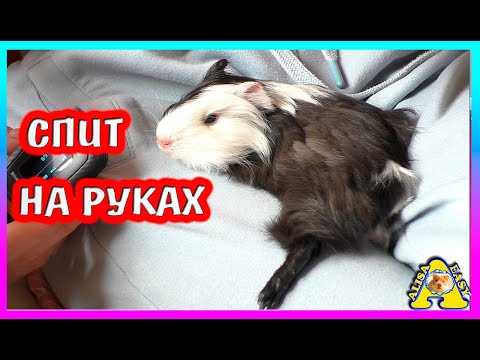 Видео: Самая РУЧНАЯ морская свинка / СПАСЕНИЕ морской свинки / хомки / Alisa Easy Pets