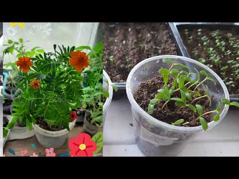 Видео: Обзор рассады на конец февраля. #жизньзагородом #обзоррассады #рассада