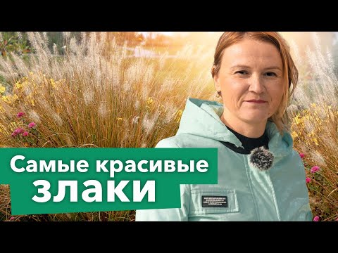 Видео: ДЕКОРАТИВНЫЕ ЗЛАКИ: самые красивые виды и сорта, которые точно не вымерзнут и не засорят участок