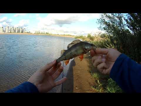 Видео: #65 Мормышинг | Abu Garcia Diplomat Nano DNS-615XUL MGS 0,3-2,5g |