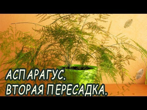 Видео: Аспарагус. Вторая пересадка. [Надежда и мир]