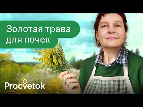 Видео: РАСТЕНИЕ №1 ДЛЯ ЗДОРОВЬЯ ПОЧЕК! Как злостный сорняк поможет похудеть и оздоровить почки