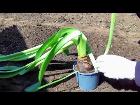 Видео: Амариллис в огороде...Цветет два раза в год...Amaryllis in the garden...Blooms twice a year...
