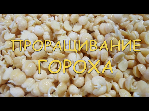 Видео: Проращивание гороха