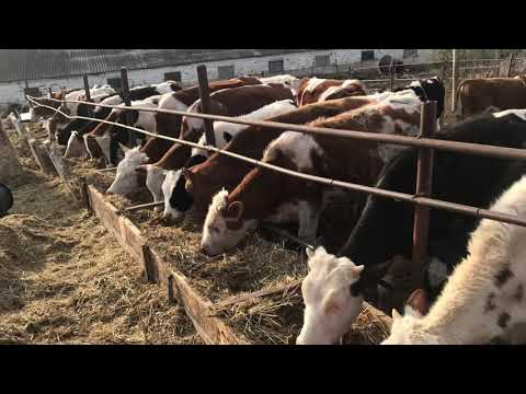 Видео: Вечернее кормление быков фуражом