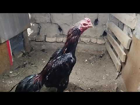 Видео: Парвоз акалар сизлар учун, мурожат учун тел ракамим 99-855-44-01