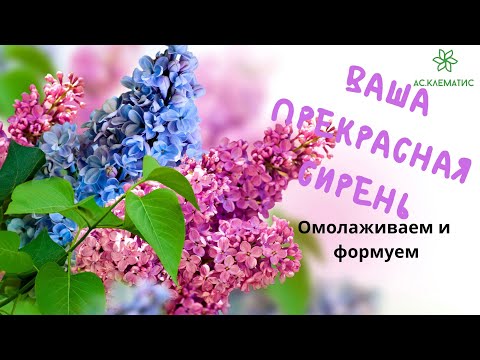 Видео: 🍇 Как ОМОЛОДИТЬ старый куст СИРЕНИ l Компактная и Обильноцветущая СИРЕНЬ 🍇