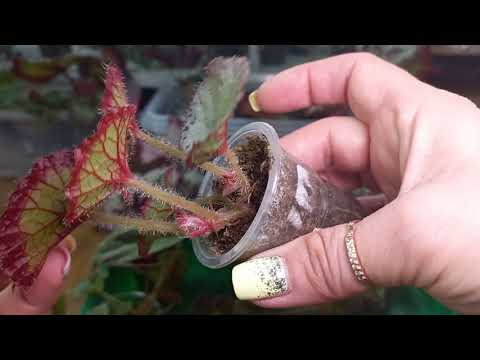 Видео: Наборы красавиц бегоний на 27.09❤️