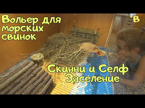 Видео: Вольер для морских свинок.