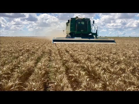 Видео: Итоги опытов на озимой пшенице