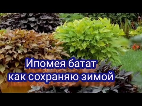 Видео: Ипомея батат . Зимуем без проблем.