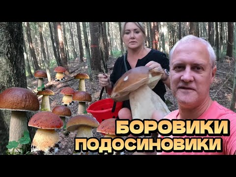 Видео: Собираем грибы! Много подосиновиков и белых грибов (боровиков) | Латвия, сентябрь 2024