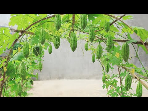 Видео: Горькую дыню легко вырастить дома в мешке с землей, она очень фруктовая.