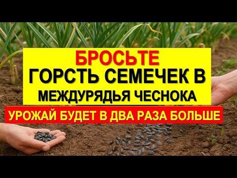 Видео: В междурядья чеснока бросьте горсть семян и получите урожай на зависть всей деревне