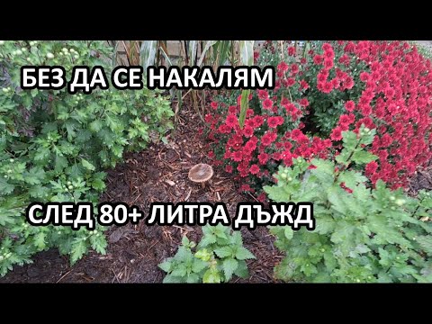 Видео: В градината ми без копане по време на дъжда / Tony's permaculture garden