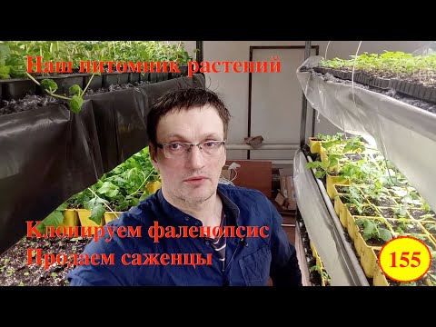 Видео: [155] Мой питомник растений и микроклональная лаборатория. Клонируем фаленопсис. Продаем саженцы