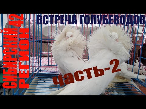Видео: ГОЛУБИ и РАЗНООБРАЗИЕ ПОРОД ГОЛУБЕЙ на ВСТРЕЧЕ ГОЛУБЕВОДОВ (часть 2).