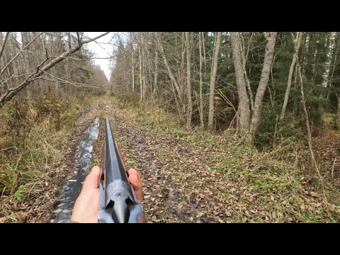 Видео: Охота на зайца с рг Баяном и Альтой.