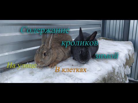 Видео: Содержание кроликов зимой. На улице. В клетках.