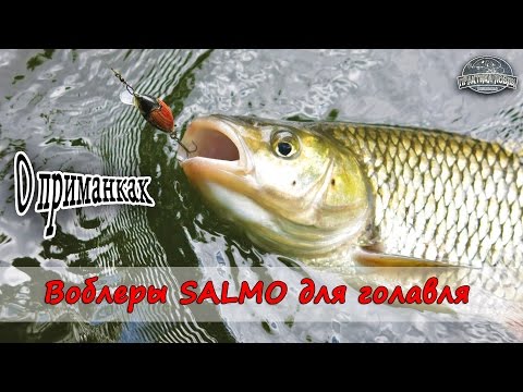 Видео: Воблеры Salmo для голавля. О приманках
