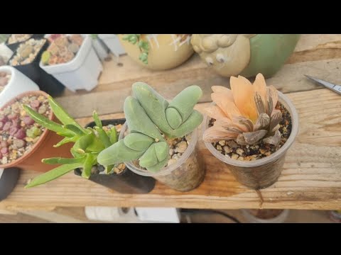 Видео: Приехали новинки  от Катюши . распаковка 🌵#succulent 