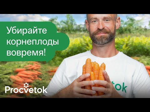 Видео: СРОЧНО ВЫКОПАЙТЕ МОРКОВЬ И СВЁКЛУ, если увидите эти признаки! Корнеплоды сочные и лежат до весны