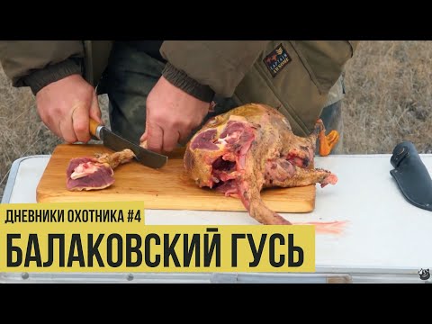 Видео: Балаковский гусь / Дневники охотника #4 // #17