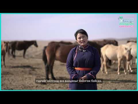 Видео: Жилд 1000-2000 хүн ХПВ-ийн эсрэг вакциныг сайн дураараа хийлгэдэг