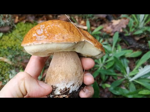 Видео: За Гъби в Неделя