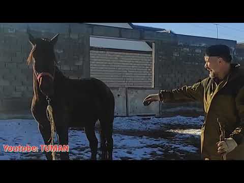 Видео: Жеребец кусается , таскает за повод  как отучить. Туман.