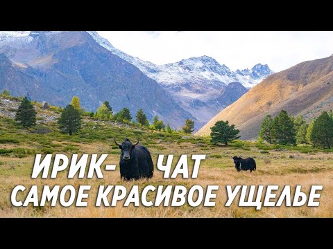 Видео: Приэльбрусье. Ущелье Ирик-чат. КБР. Водопады, яки, кони. #Приэльбрусье