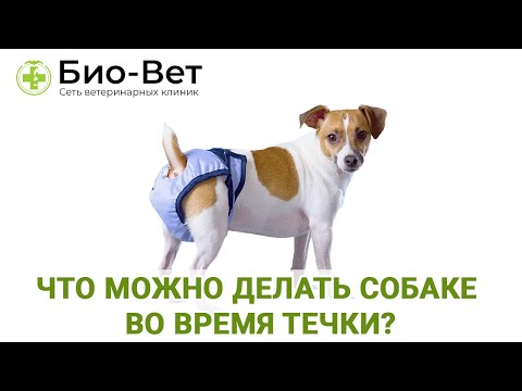 Видео: Что можно делать собаке во время течки, а чего нельзя / Можно ли вязать собаку в первую течку?