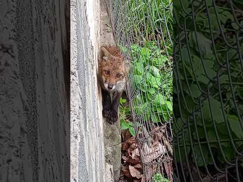 Видео: Лисёнок. Гость на пасеке