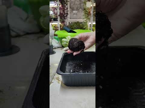 Видео: ФИАЛКИ.Сажаю детки и листики с выставки 🌸☘️Присоединяйтесь  #фиалки #посадка #сенполия #plants