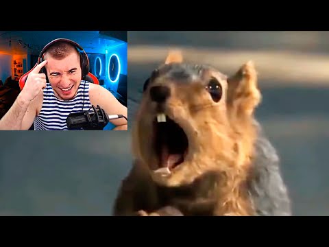 Видео: БЛАДИ СМОТРИТ World of Tanks Приколы #114 (Лучший Выпуск)