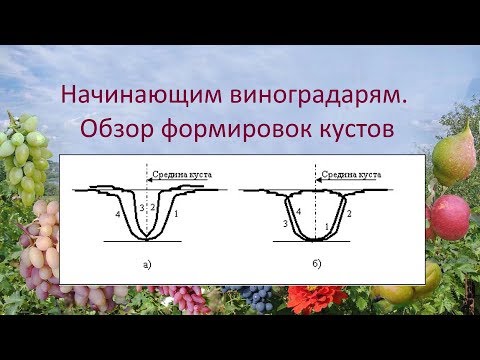 Видео: @Начинающим виноградарям  Обзор формировок кустов