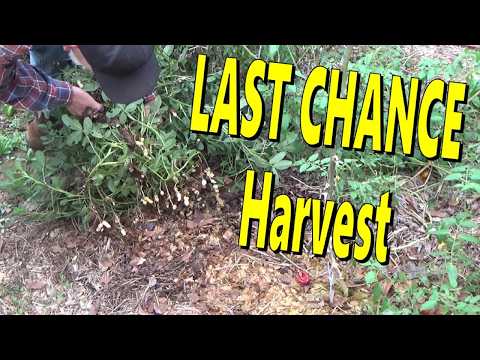 Видео: ПОСЛЕДНИЙ ШАНС! Урожай с первых заморозков: сладкий картофель, фасоль, бамия, куркума, арахис и м...