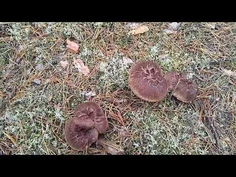 Видео: В лісі дуже багато різних грибів.Знову закриваємо гриби 🍄‍🟫.